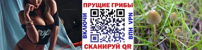 Купить где  Дубовка  Псилоцибиновые грибы Psilocybe 